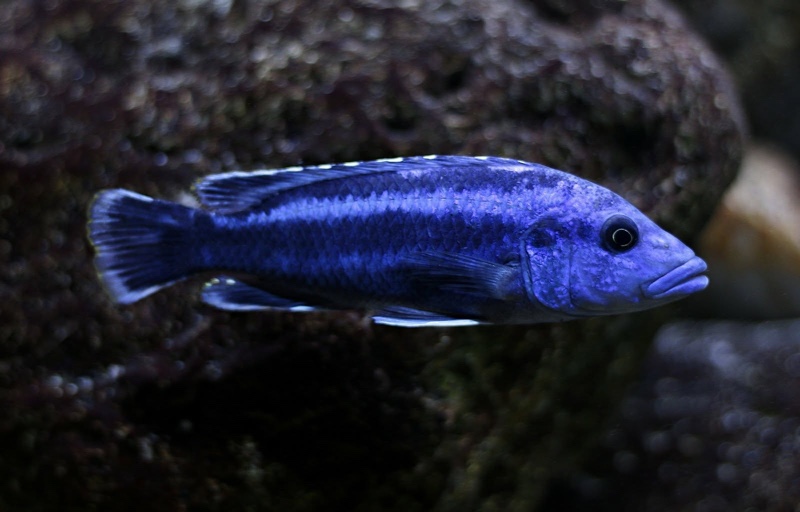 Melanochromis kaskazini 'Ngwasi'
